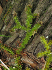 Lycopodiales
