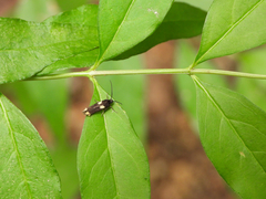 Scythris sinensis