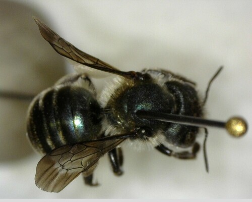 iNaturalist observation photo of Mason Bees