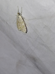 Scoparia ingratella