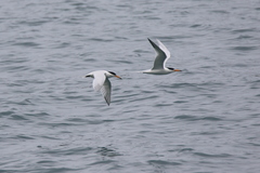 Thalasseus bernsteini