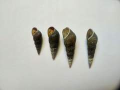 Melanoides tuberculata