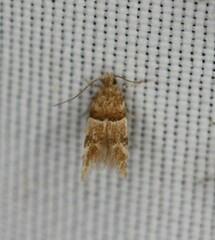 Theisoa constrictella