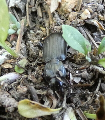 Cyclotrachelus torvus