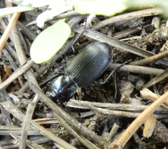 Cyclotrachelus torvus