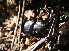 Cyclotrachelus torvus