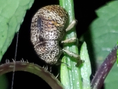 Guioperus