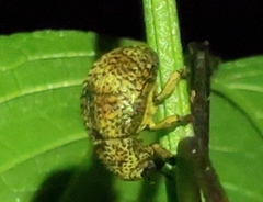 Guioperus