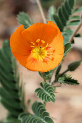 Kallstroemia grandiflora