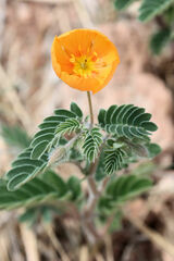Kallstroemia grandiflora
