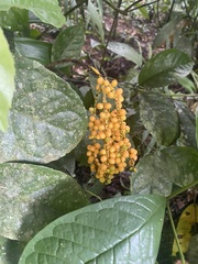Chamaedorea pinnatifrons
