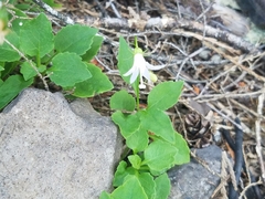 Campanula scouleri