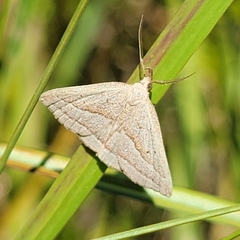 Macrochilo absorptalis