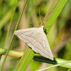 Macrochilo absorptalis