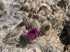 Echinocereus engelmannii