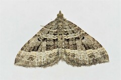 Chrysolarentia subrectaria