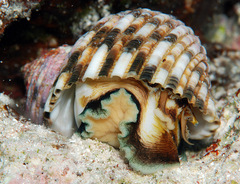 Turbo setosus