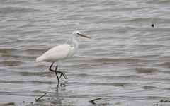 Egretta eulophotes