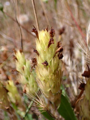 Castilleja ambigua