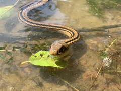 Elaphe quadrivirgata