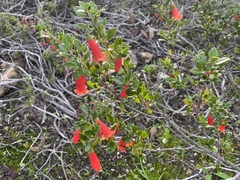 Correa pulchella