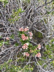 Pomaderris obcordata