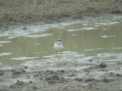 Charadrius pallidus