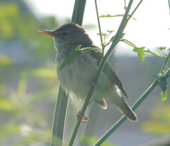 Acrocephalus dumetorum