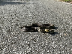 Elaphe quadrivirgata