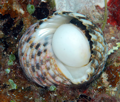 Turbo setosus