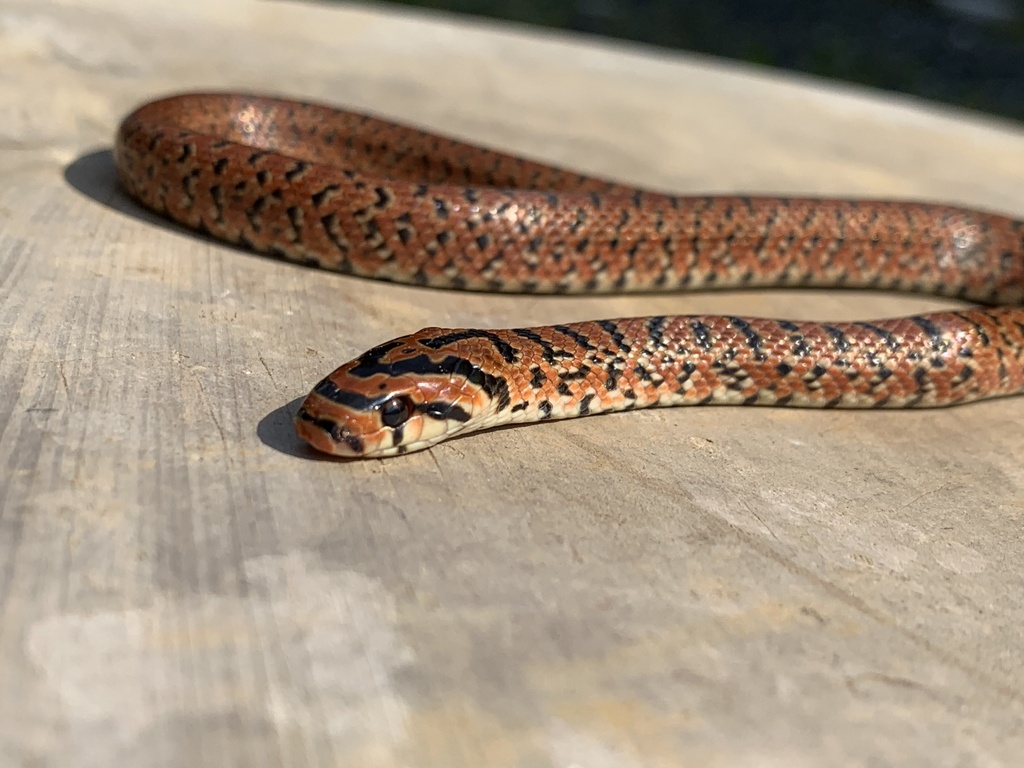 Burrowing Ratsnake