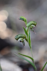 Pterostylis sargentii