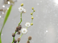 Sparganium eurycarpum