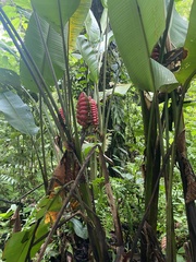Heliconia imbricata