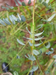 Indigofera australis australis