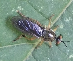Atomosia rufipes