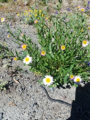 Erigeron aliceae