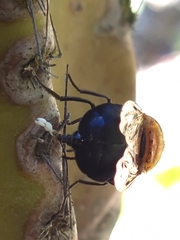 Copestylum spinithorax