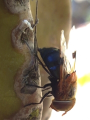 Copestylum spinithorax