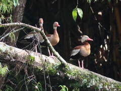 Dendrocygna autumnalis