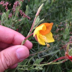 Oenothera anomala