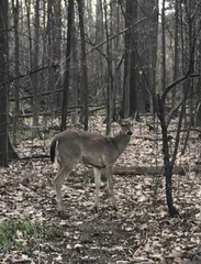 Odocoileus virginianus