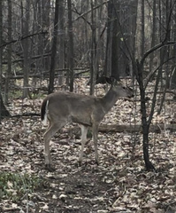 Odocoileus virginianus