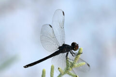 Erythrodiplax berenice