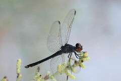 Erythrodiplax berenice