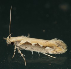 Ornativalva erubescens