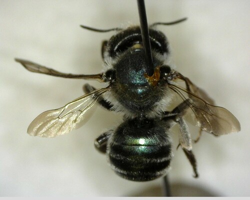 iNaturalist observation photo of Mason Bees
