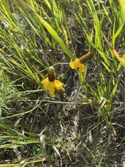 Ratibida coahuilensis