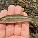 Coastal Roach - Photo (c) prickly_sculpin, some rights reserved (CC BY-NC), uploaded by prickly_sculpin