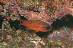 Tailspot Cardinalfish photo 1